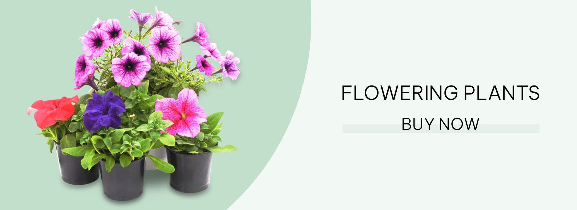flowering plants-min