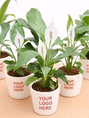 Corporate plants gift