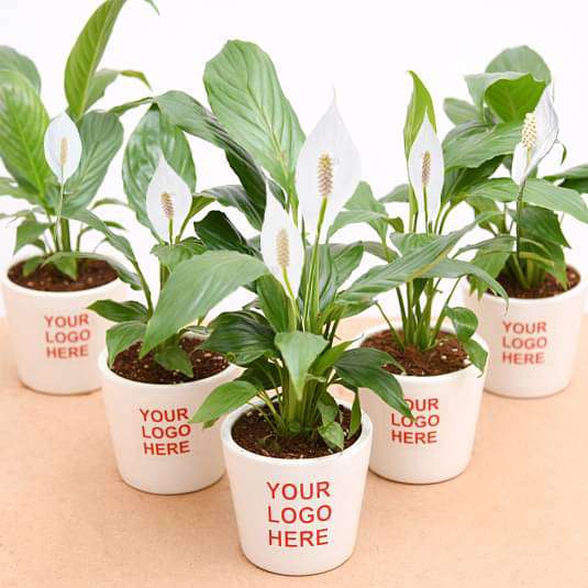 Corporate plants gift