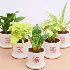 air purifier plant