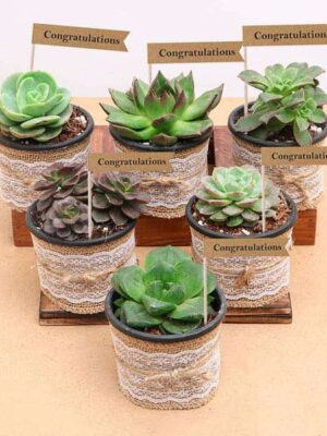 Splendid Succulents - Corporate Gift (set of 30)